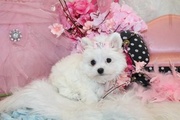 Two Beautiful Maltese Puppies