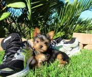 Our Yorkshire Terrier is a lovely lap dog that much prefers to be held