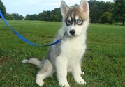 Cute Siberian Husky Puppies For Adoption