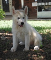 Home Raised Siberian Husky Puppies For Adoption
