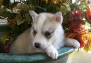 SIBERIAN HUSKYS  FOR A GOOD HOME