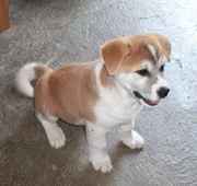 Beautiful home AKITA PUPPIES.