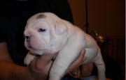  English Bulldog Good KC Registered Health Checked .