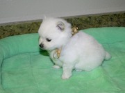 Pomeranian puppy