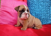 Pedigree Proven English bulldog puppy
