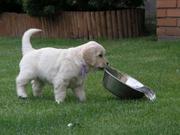 Golden Retriever  Spaniel FOR FREE ADOPTION 