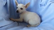 Fawn/ White Smooth Coat Pedigree Tea Cup Chihuahua Pups.