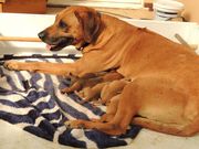 Rhodesian Ridgeback Puppies for sale.