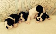 Beautiful Kc Reg Boston Terrier Puppies.