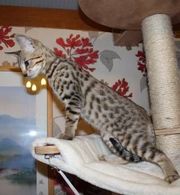 GCCF Reg,  Savannah Kittens Bred To High Standards.