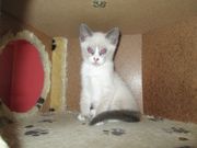 Gccf Registered Blue Snowshoe Kittens.
