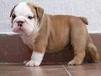  ENGLIAH BULLDOG PUPPIES FOR FREE ADOPTION