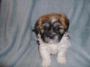 Lhasa Apso Puppies for Sale