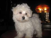 Maltese Puppies for Sale