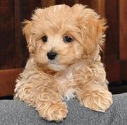 Malti Poo Puppies for Sale