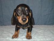 Miniature Dachshund Puppies for Sale