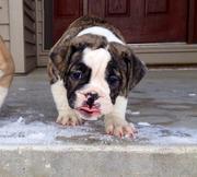 Olde English Bulldogge Puppies for Sale