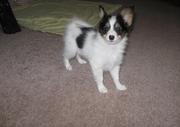 Papillon Puppies for Sale