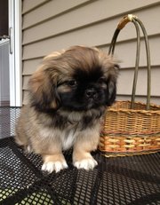 Pekingese Puppies for Sale