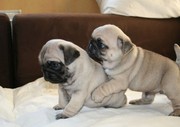 Beautiful Pug Puppies for Sale