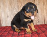 Rottweiler Puppies for Sale