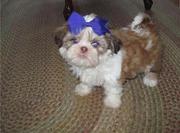 Shih Tzu Puppies for Sale