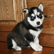 Siberian Husky Puppies for Sale
