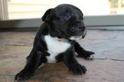 Staffordshire Bull Terrier Puppies for Sale