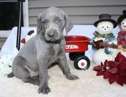 Weimaraner Puppies for Sale