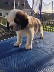 Stunning St Bernard Puppies