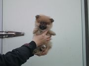 Adorable Pomeranian Puppies! No More Timewasters!