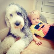 Kc Old English Sheepdog Pups Girls Only Ready Now