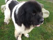 Newfoundland Male For Sale