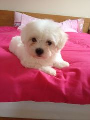 Kc Reg Maltese Terrier Pups For Sale