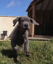 Ready To Leave Now. Great Dane Puppies