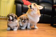 Welsh Corgi Pembroke Boy And Girl For Sale
