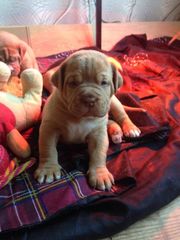 Gorgeous Dogue De Bordeaux Babies 1 Male Left