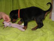 Big Dobermann Puppies,  Championship Lines. Kc Reg.