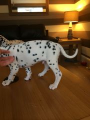 Kc Registered Dalmatians
