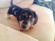 Daschund Male Pup