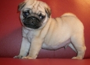 Pug Puppies For Sale