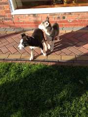 Blue Eyes Siberian Husky Puppies For Sale