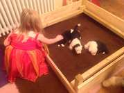 2 Fantadtic Old English Sheepdog Ready For Loving Homes