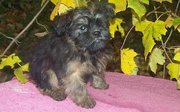 Cute Affenpinscher Puppies For Sale
