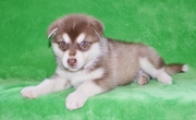 talented Alaskan Malamute Puppies