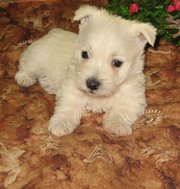 West Highland White Terrier Puppies