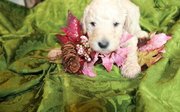 Standard Poodle Puppies