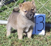 extraordinary Shiba Inu Puppies