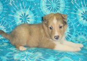 fabulous Shetland Sheepdog Puppies