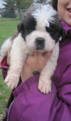 faithful Saint Bernard Puppies